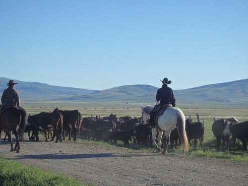 GDMBR: The entire cattle herd is in front of the final three cowboy pushers.